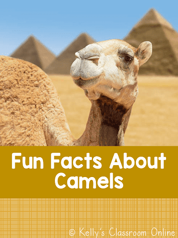 Learn about camels, where they live, what they eat, and their amazing adaptations.  Dromedary, wild Bactrian, domesticated dromedary camels. #kellysclassroomonline