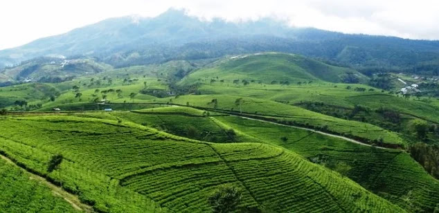 Kebun Teh Subang Kebun Teh Subang