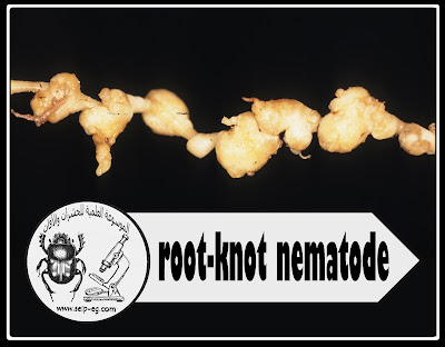 root-knot nematode نيماتودا تعقد الجذور