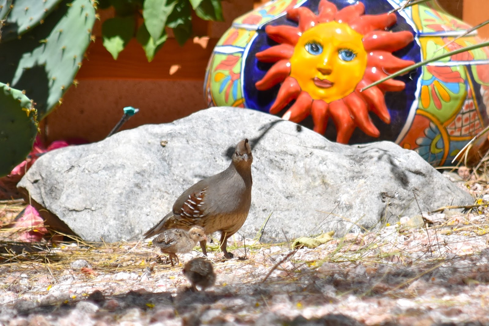 Fountain Hills Photos "Out & About" Quail Photos