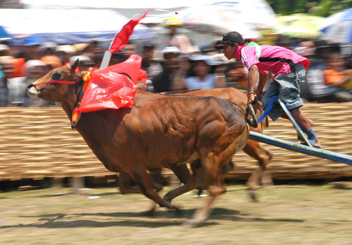 Come to Madura Island and Watch Our BullRace Event!
