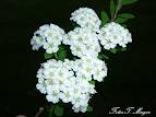 Spiraea nipponica