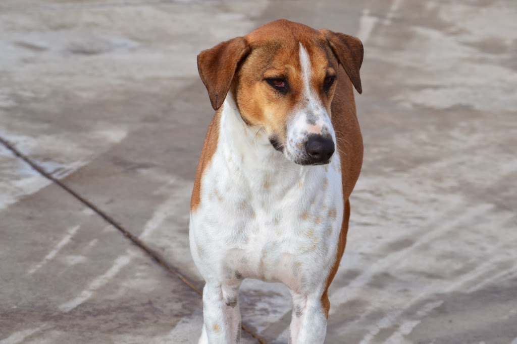 gestromte_hunde — Mein Leben mit Hund