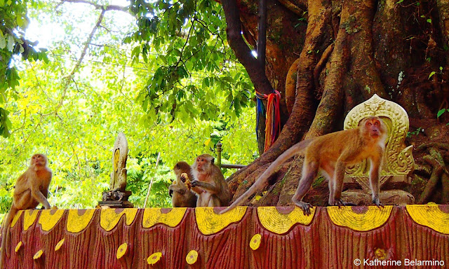 Monkeys at Wat Suwan Kuha (Wat Tham)