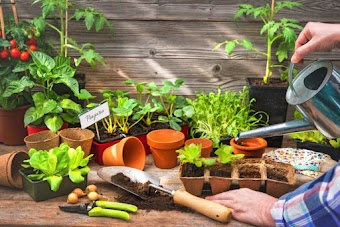 Horta em casa: 6 etapas simples para iniciar uma horta orgânica