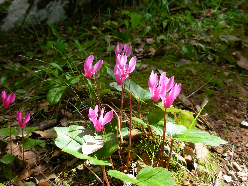 Cyclamen repandum - Spring sowbread | Travaldo's blog