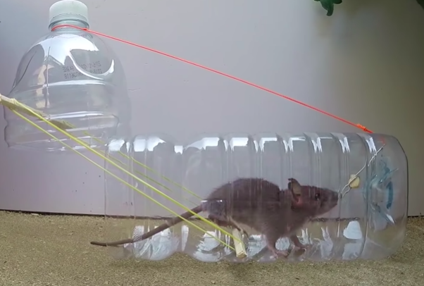 Making a Mouse Trap