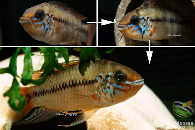 Apistogramma cf. alacrina