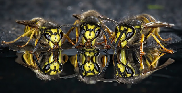 Royal Entomological Society: "Discovering The Miniature Safari All Around Us"