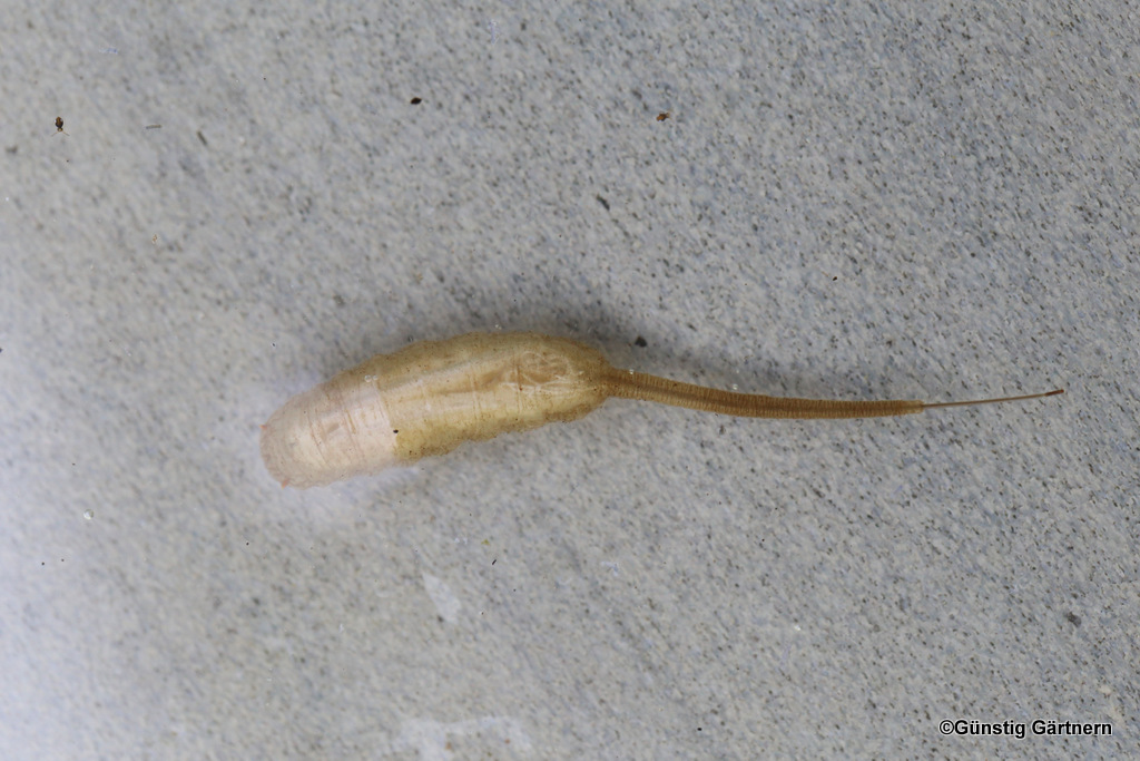 Günstig gärtnern Larven, die schnorcheln