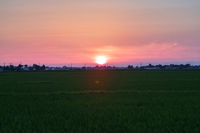 田んぼの夕陽 / Sunset over a paddy field