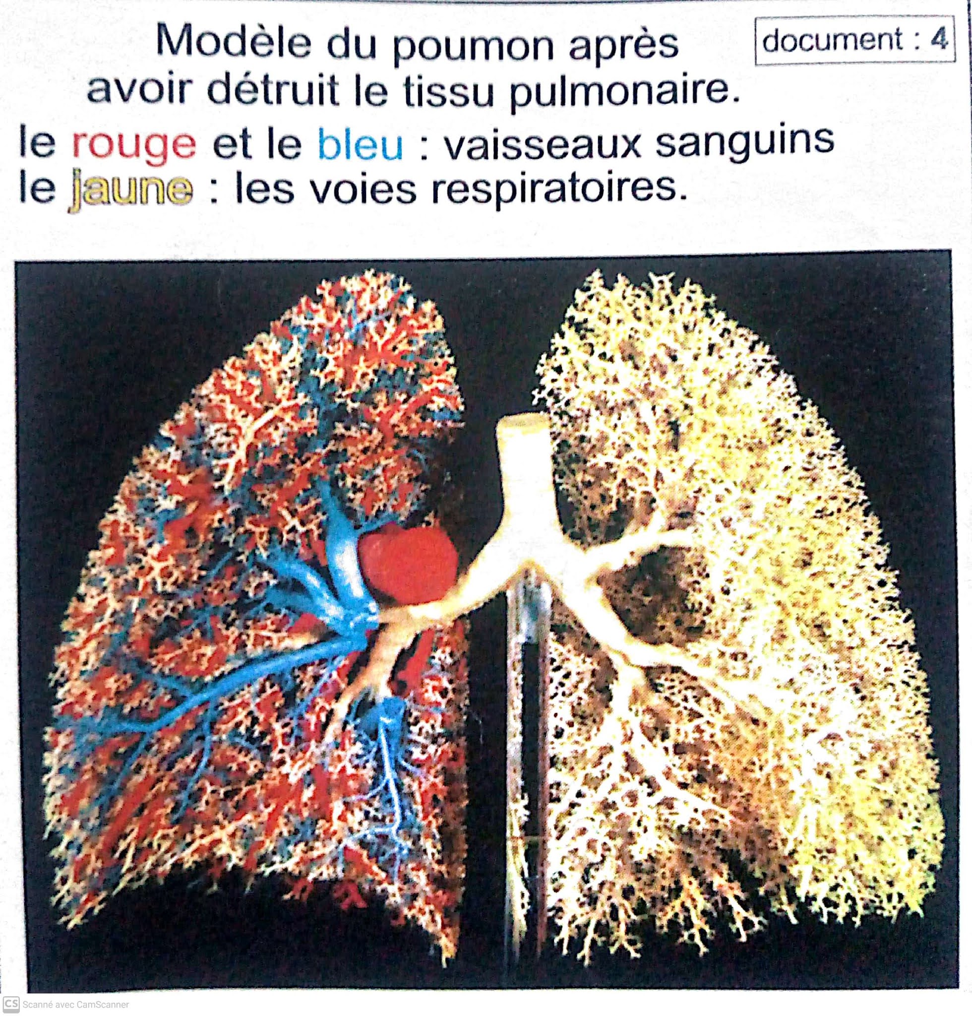 La respiration chez l’Homme