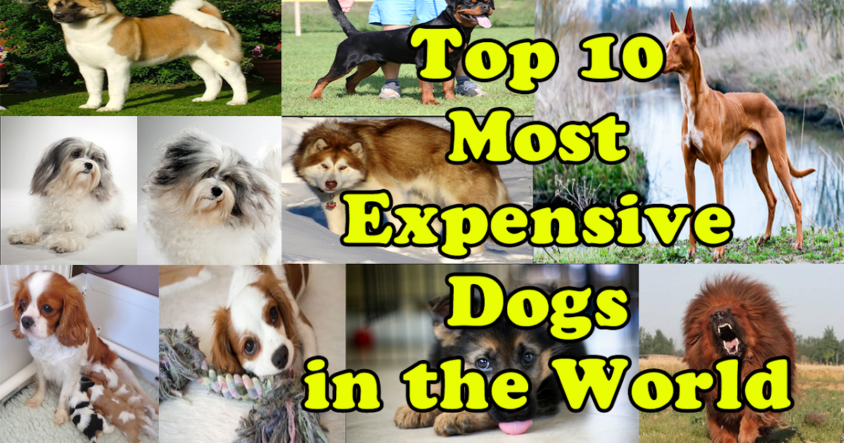 Top 10 Most Expensive Dogs in the World listback LIST BACK FOR YOU