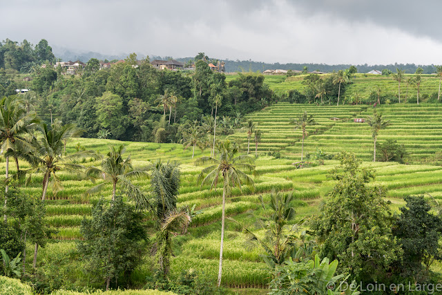 Rizières de Jatiluwih - Bali