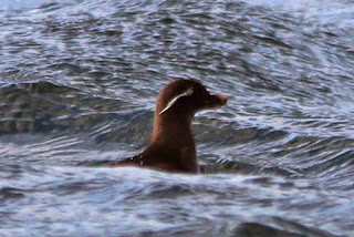 Parakeet Auklet by Bob Archer