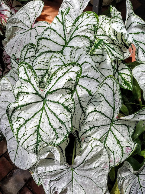 Caladium - le genre, espèces, hybrides et cultivars IMG_20190729_135239