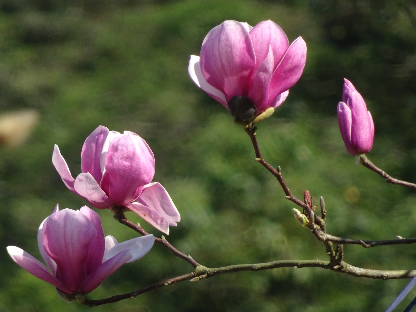 新北市淡水區 楓樹湖木蓮花開19 01 14辛夷花開 王叮噹新的日子jhy212jhy的部落格 痞客邦