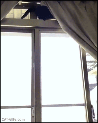 Crazy Cat GIF • Spider cat climbing down curtains. Little monster destroying your house, haha Crazy Cat GIF • Spider cat climbing down curtains. Little monster destroying your house, haha