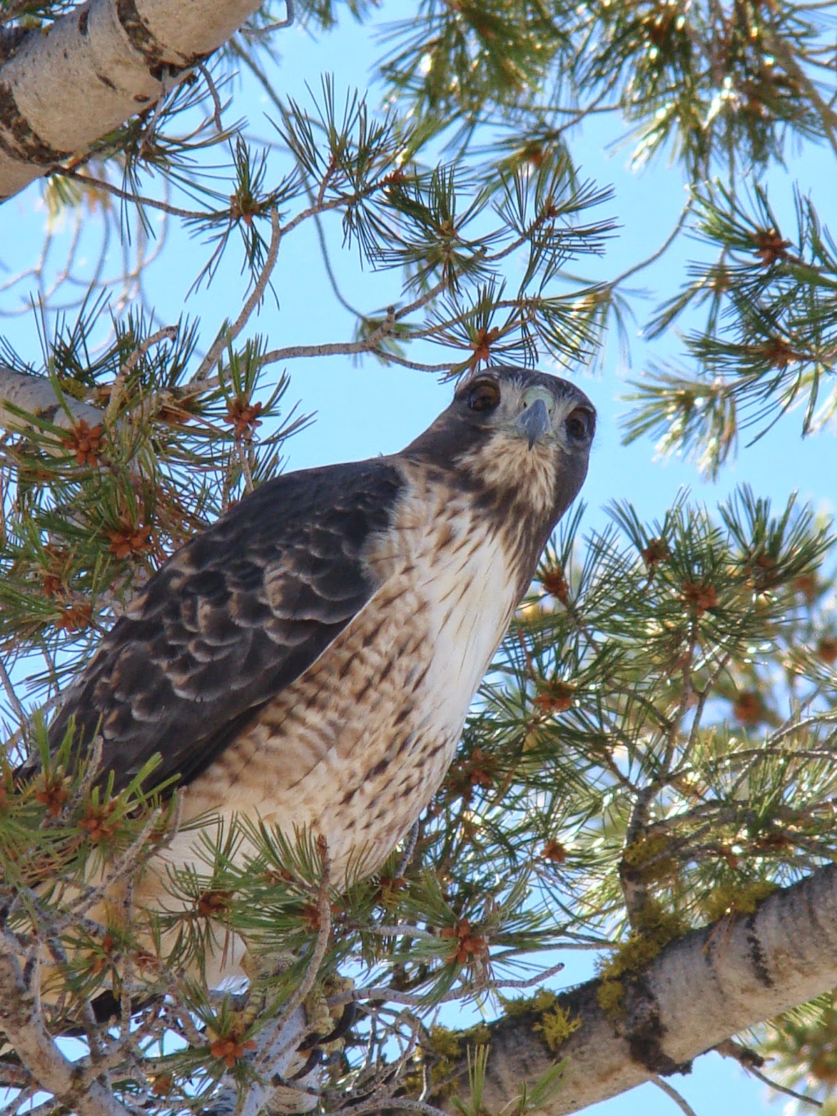Killikilli Hawk Geotripper's California Birds: April 2015