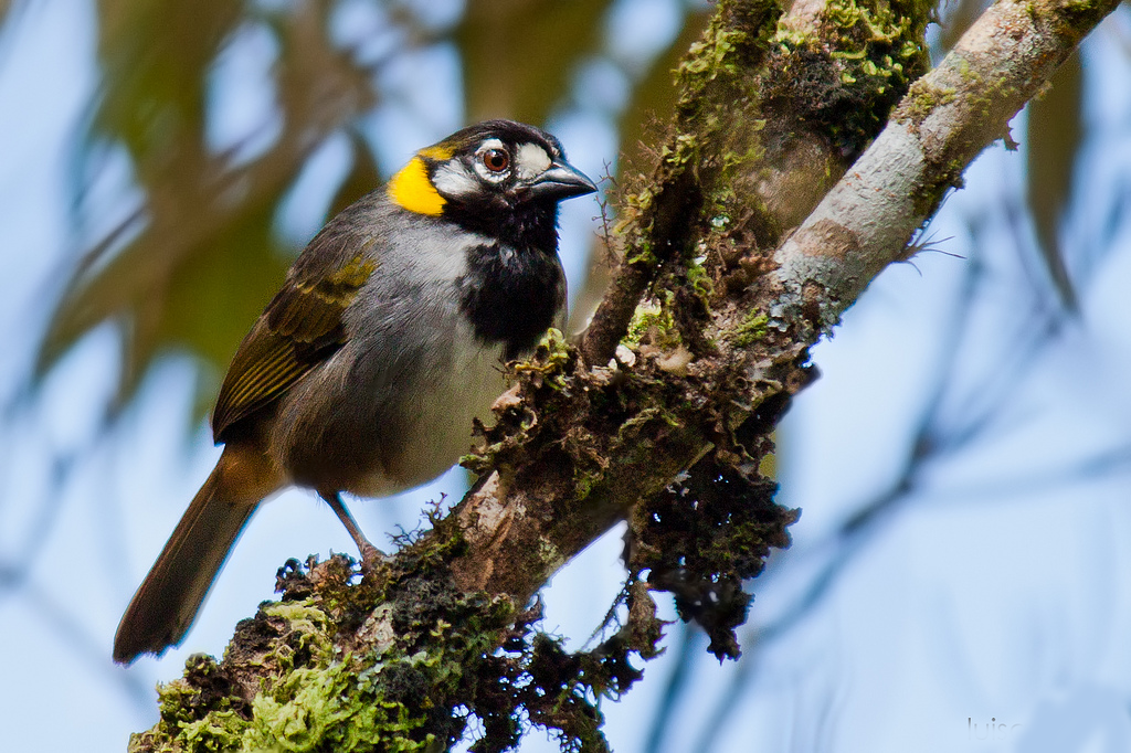 Bellas Aves de El Salvador Melozone leucotis (rascador o pinzón de