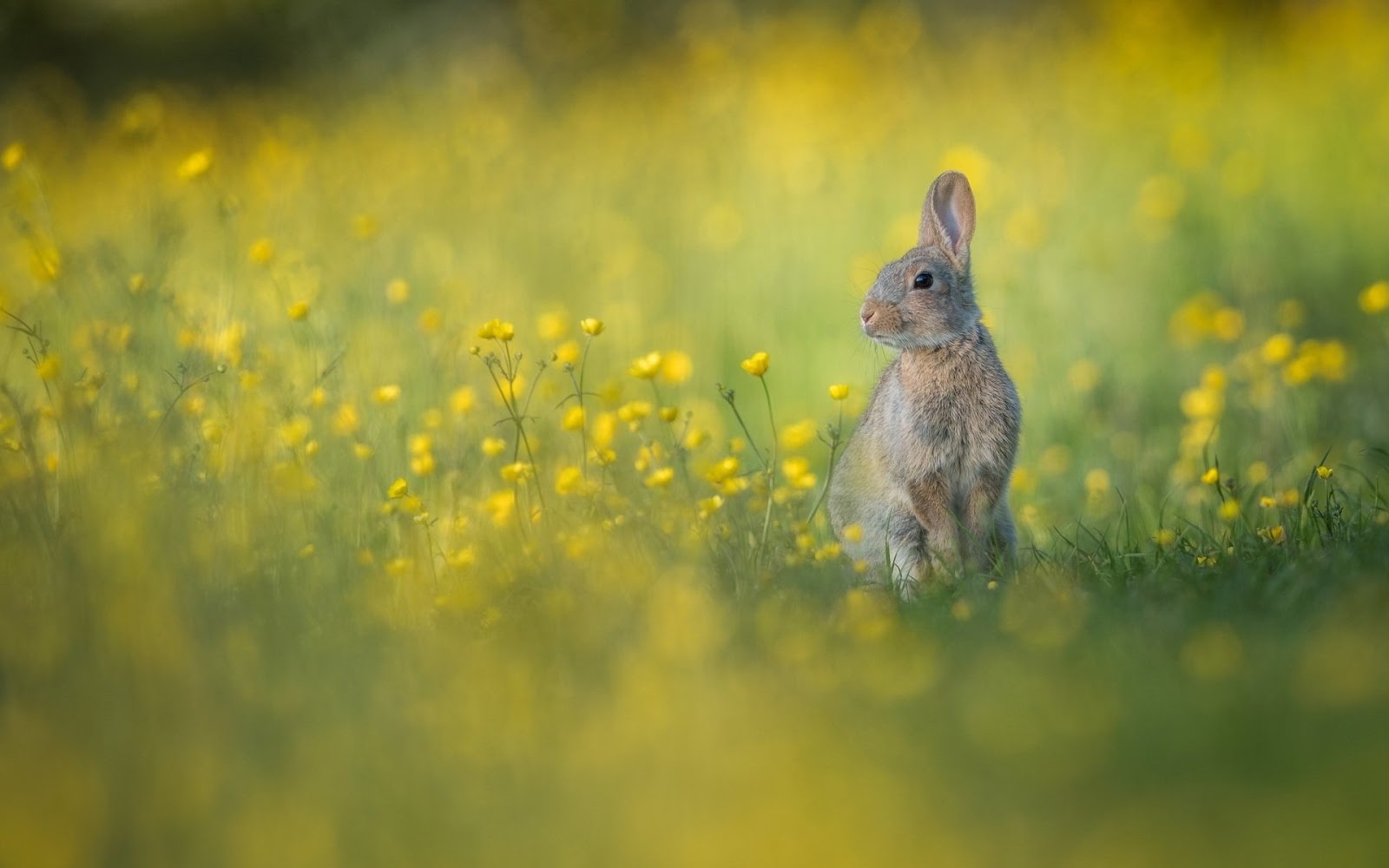 ΚΟΥΝΕΛΙΑ - ΛΑΓΟΙ photos - wallpapers (ανανεωμένο) | the fun bank