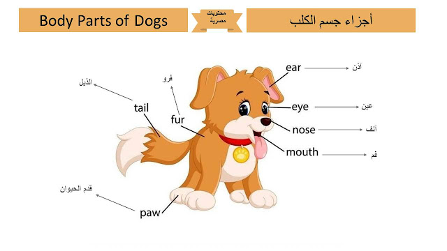 أجزاء جسم الكلب باللغة الإنجليزية