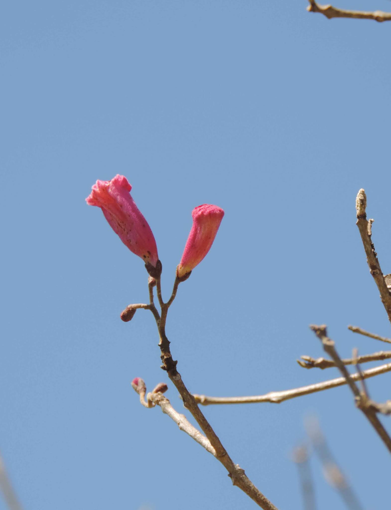 Canguçu em Cores: Término da Floração do Ipê-rosa - Ipê-roxo - Outubro Rosa  - Canguçu - RS - Brasil