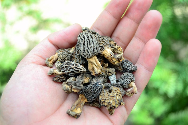 Gucci/Kani'ghitch, the famous Kashmiri mushroom Search Kashmir