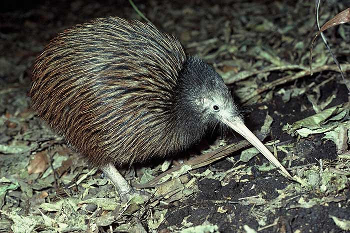 kiwi