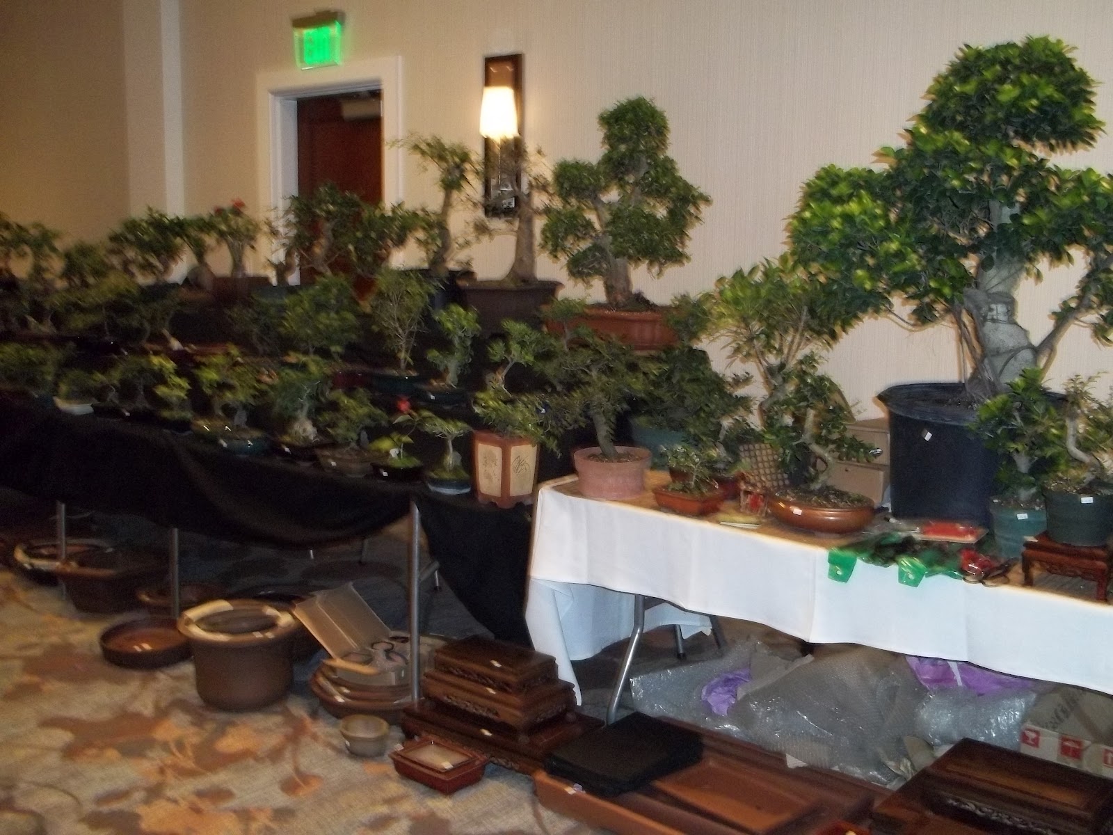 Bent Tree Bonsai Dallas State Bonsai Convention 2012