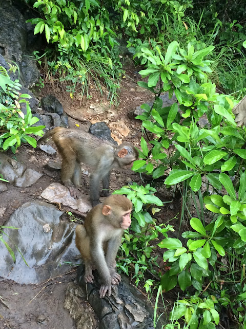 wisata, Ha Long Bay, Hanoi,Vietnam,monyet