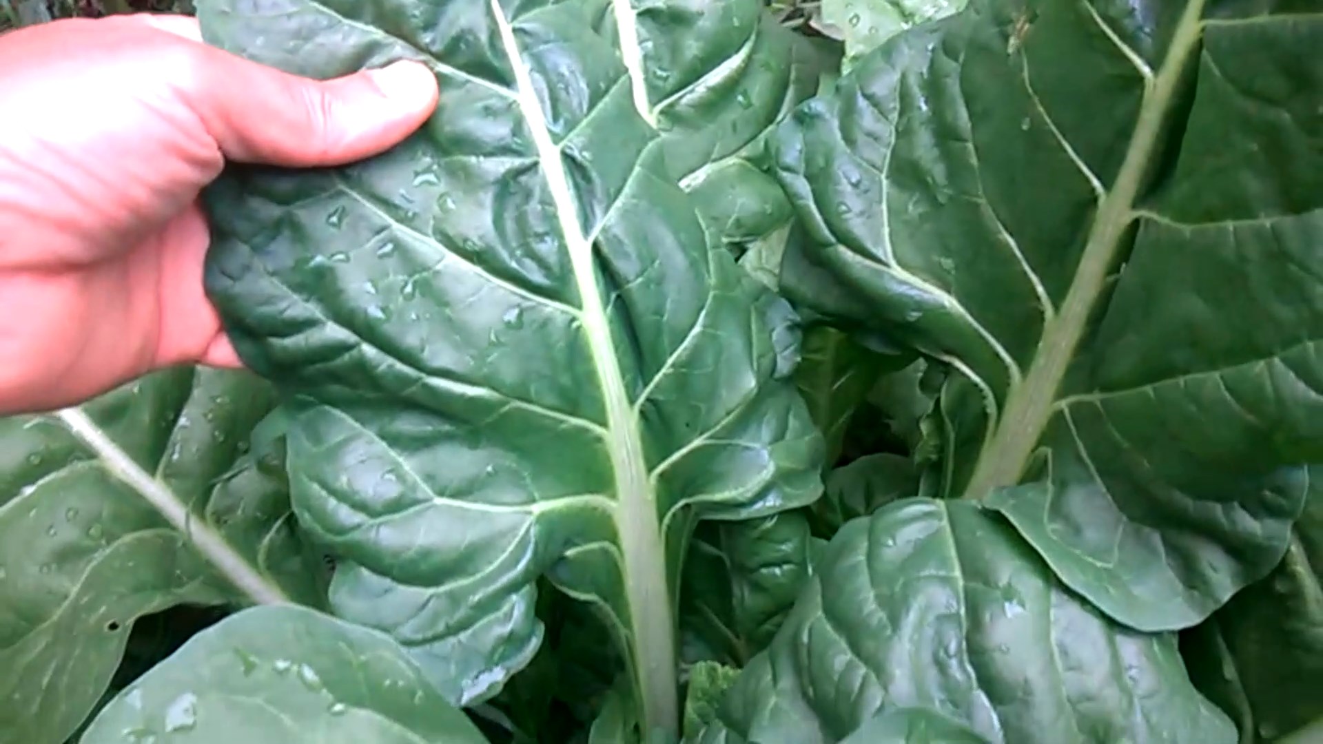 Chard is delicious, nutritious and easy to grow. Chard is a leafy vegetable closely related to garden beets. Chard is known by a number of different names in including Swiss Chard, Spinach Beet,and Leaf beet.