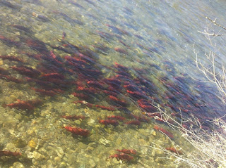 many bright red blobs, which are salmon, in a clear river 