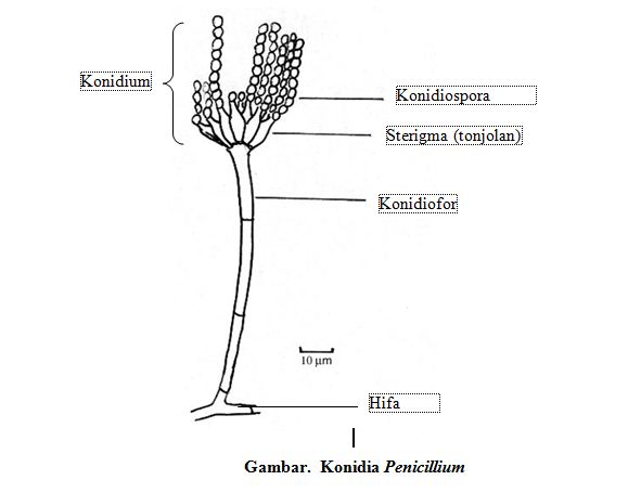 Ciri Jamur Ascomycota Blog Pak Pandani