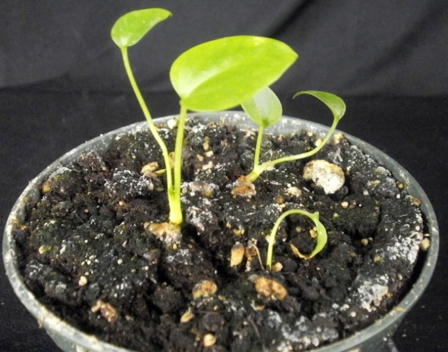 How To Grow Anthuriums Anthurium Growing Tips How To Home Gardening