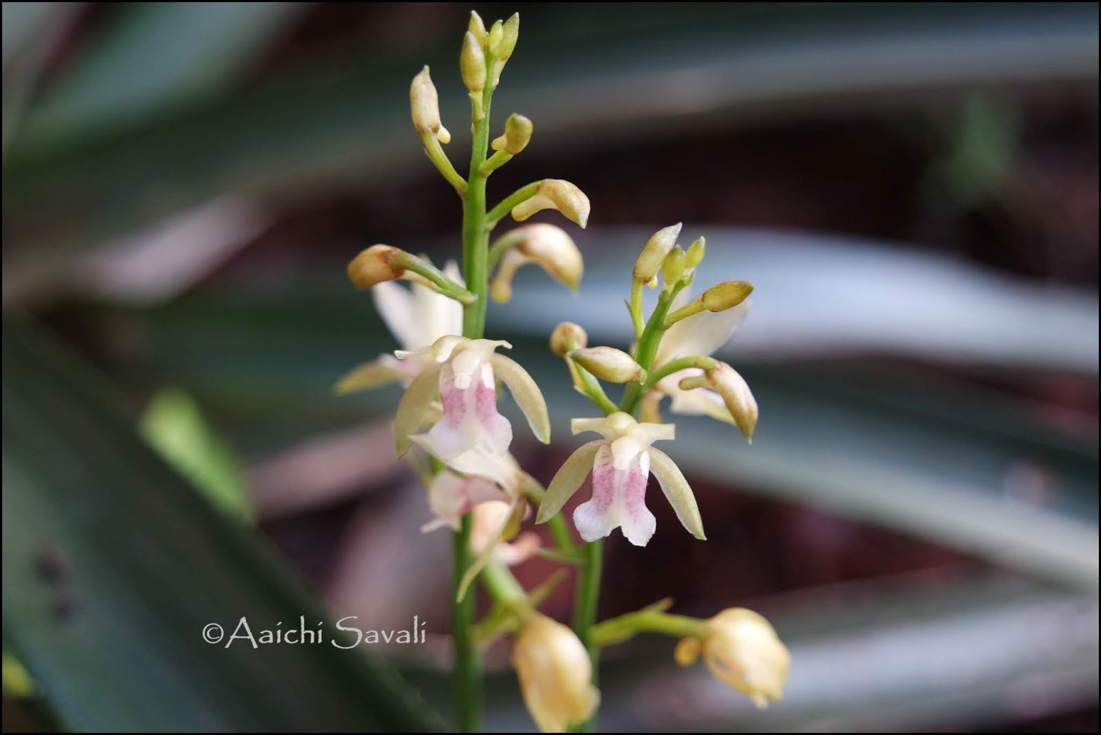 African Spotted Orchid / Monk Orchid Aaichi Savali