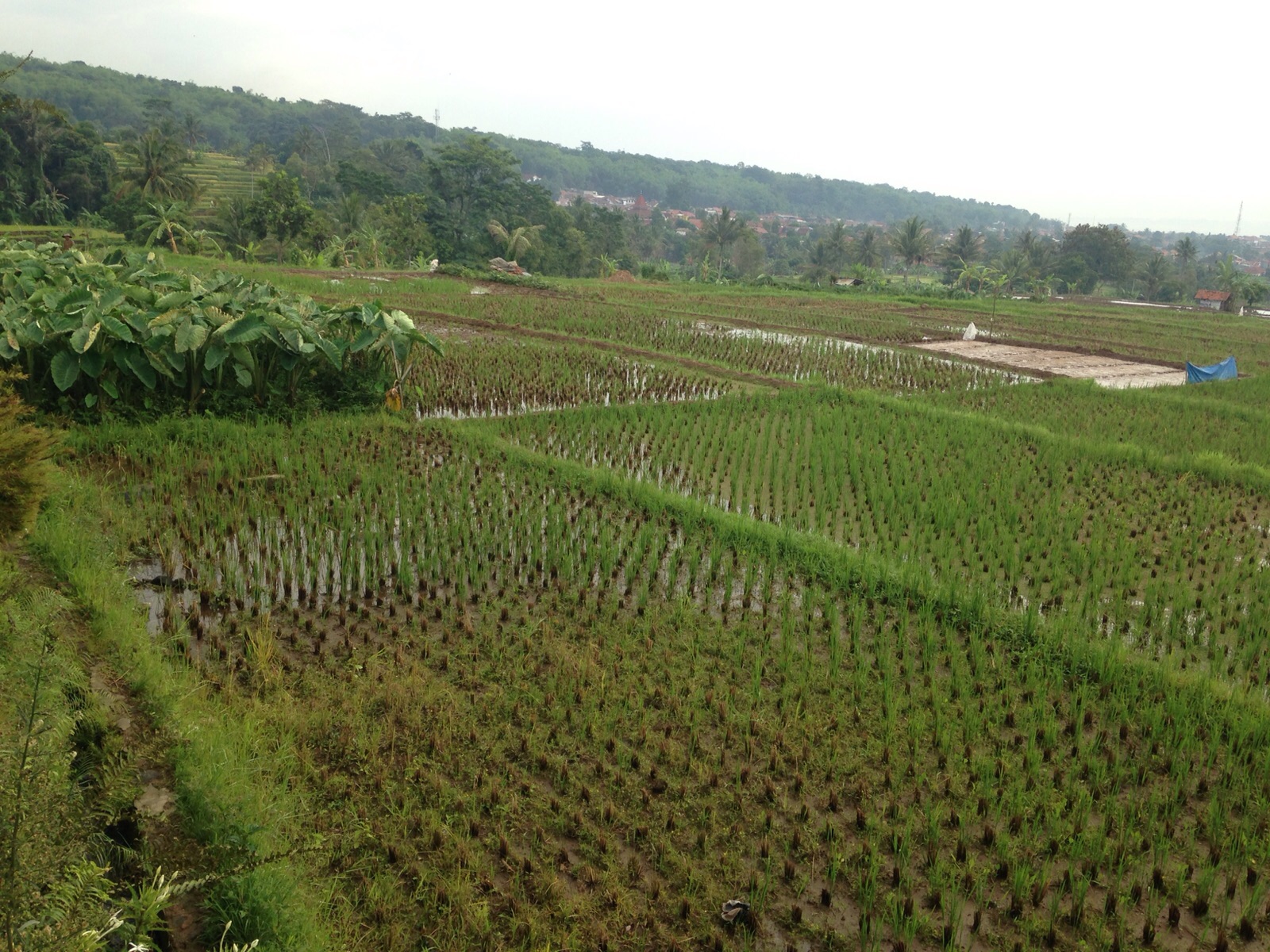 Didi Sadili.Com: Wisata Sekitar Cirebon: Spa Air Panas ...