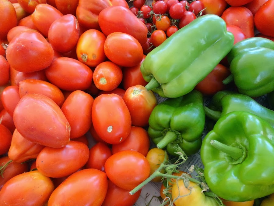 COSECHA DE TOMATES DE PERA