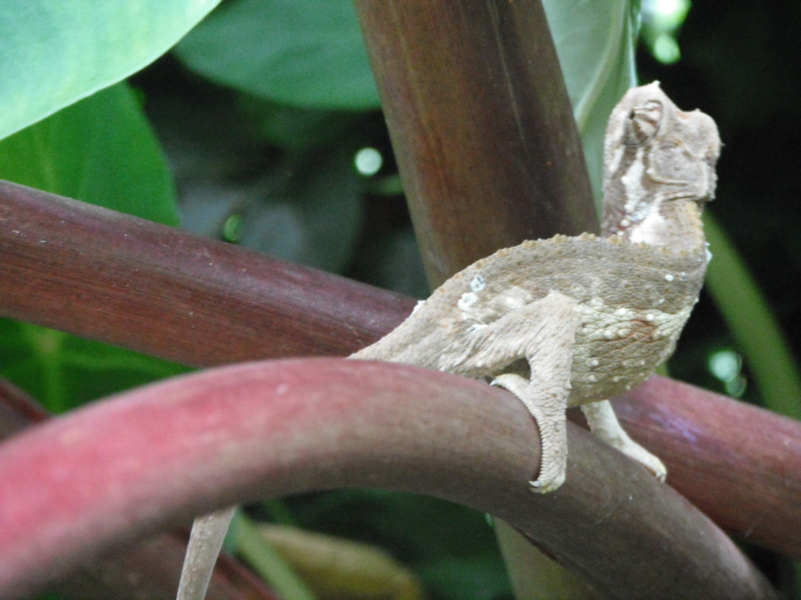 The wind blown poison oak leaf Bayly's Pukalani Paradise farm in Maui