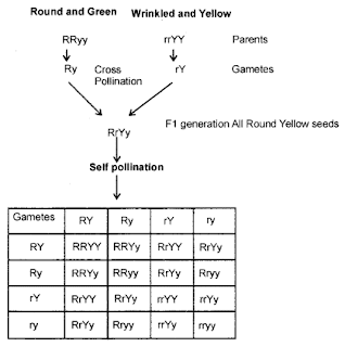 Maharashtra Board Class 12 Biology Chapter 3- Inheritance and Variation Solutions