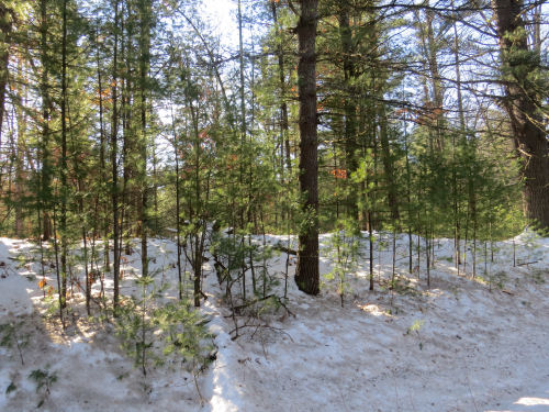 sun through white pines