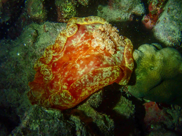 Hexabranchus sanguineus Hexabranchus sanguineus