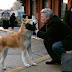 Hachiko, un perro japonés que nunca dejó de esperar a su amigo humano