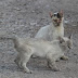 9 Diseases That Spread From Stray Cats To Your Cat