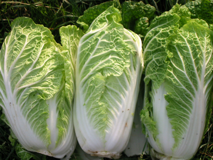 Cabbage Asian 5