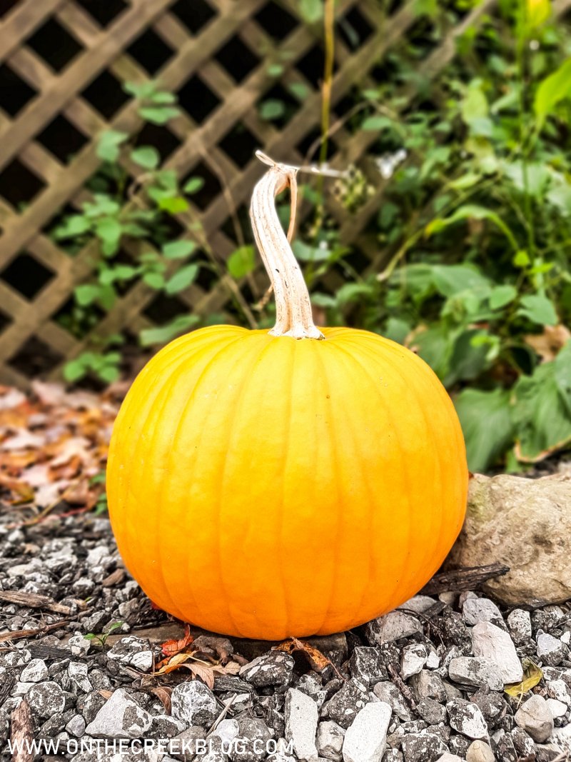pumpkins grown in our garden | On The Creek Blog