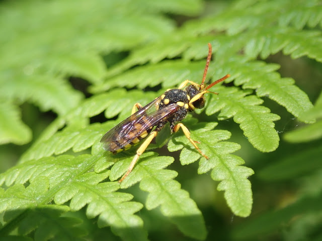 Nomada sp Nomada sp