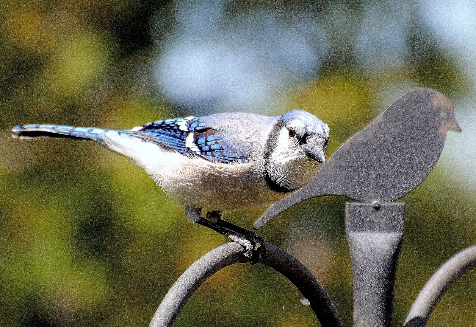 BARRY the BIRDER: Ontario Winter Birds ~ 7