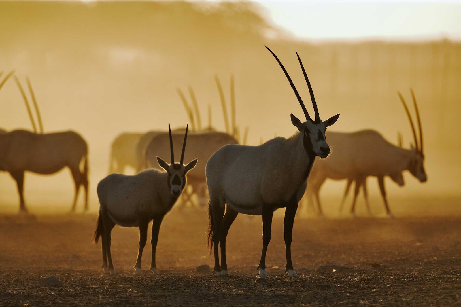 The Arabian Oryx SNSH how-big-is-an-8x10-photo-standard-size-frames-on-a-white-brick-wall-1