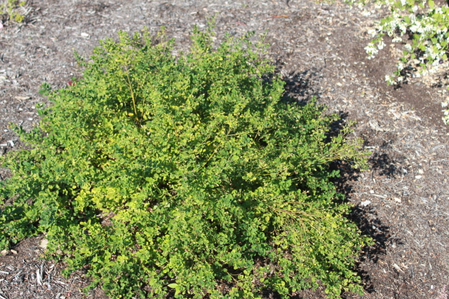 Confessions Of A Plant Geek Chicago Botanic Gardens Part 3 The